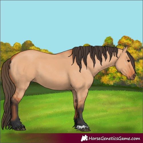 Horse Color:Bay Dun