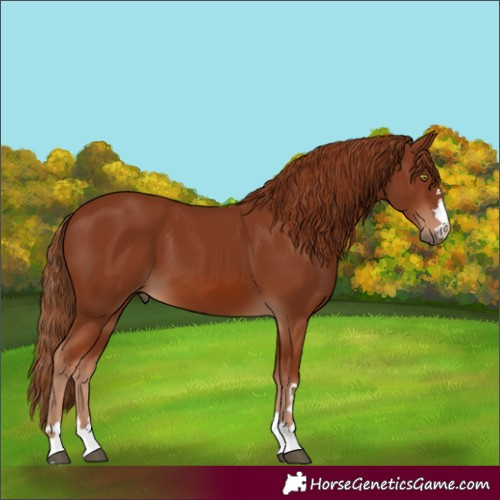 Horse Color:Chestnut 