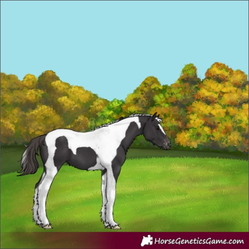 Horse Color:Smoky Black Tobiano Appaloosa 