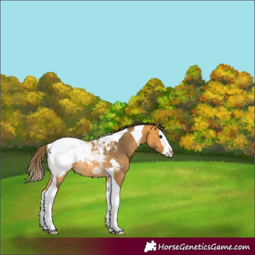 Horse Color:Buckskin Splash Tobiano Appaloosa Rabicano 