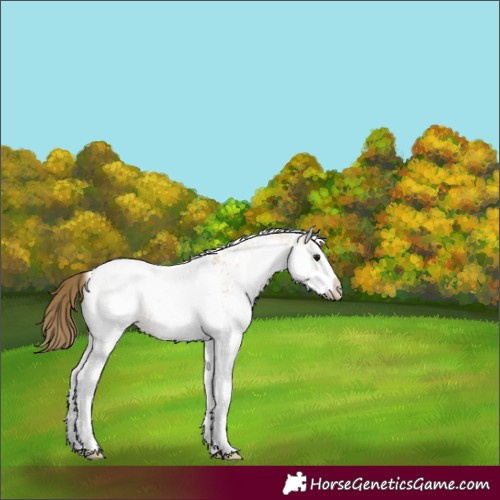 Horse Color:White Spotted Buckskin Appaloosa 