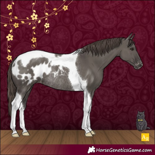 Horse Color:Smoky Grullo Tobiano Appaloosa Rabicano 