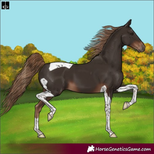 Horse Color:Liver Chestnut Tobiano