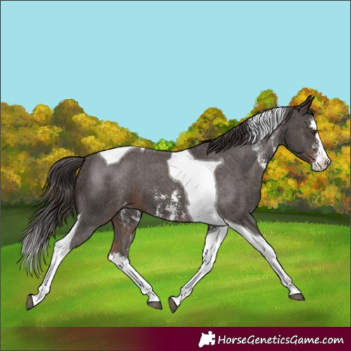 Horse Color:Liver Chestnut Sabino Splash Tobiano Appaloosa