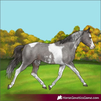Horse Color:Liver Chestnut Sabino Splash Tobiano Appaloosa