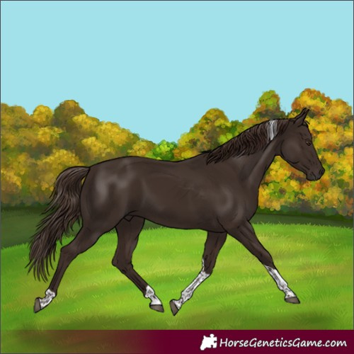 Horse Color:Liver Chestnut Tobiano