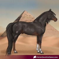 Horse Color:Liver Chestnut Tobiano 