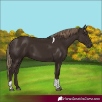 Horse Color:Liver Chestnut Tobiano