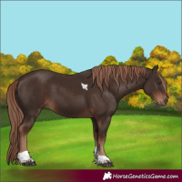 Horse Color:Liver Chestnut Tobiano 
