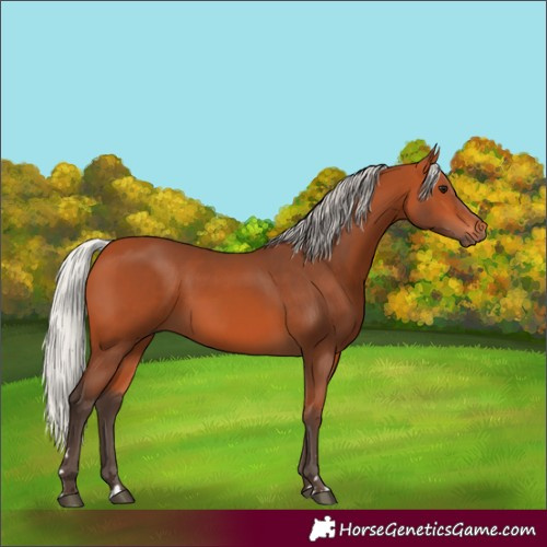 Horse Color:Silver Bay
