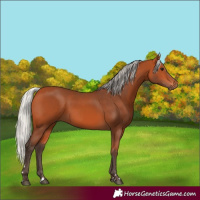 Horse Color:Silver Bay 