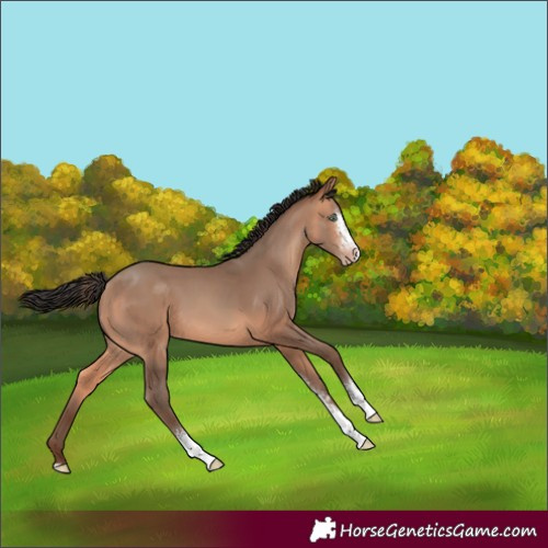 Horse Color:Sable Champagne Sabino 