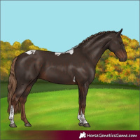 Horse Color:Liver Chestnut Tobiano 