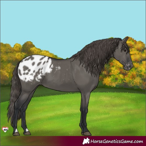 Horse Color:Grullo Appaloosa 
