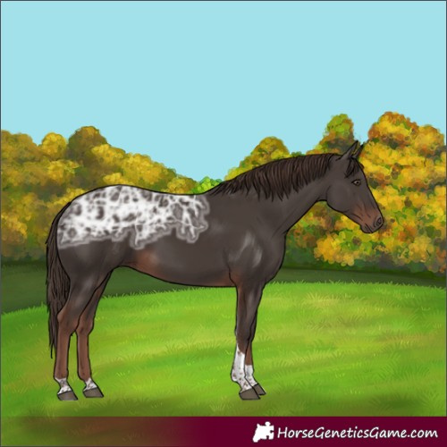 Horse Color:Liver Chestnut Ice Tobiano