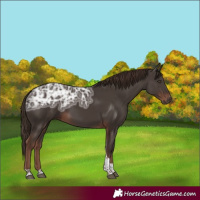 Horse Color:Liver Chestnut Ice Tobiano 