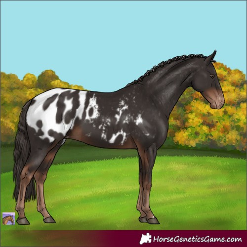 Horse Color:Liver Chestnut Appaloosa 