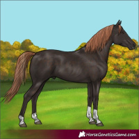 Horse Color:Liver Chestnut Tobiano 