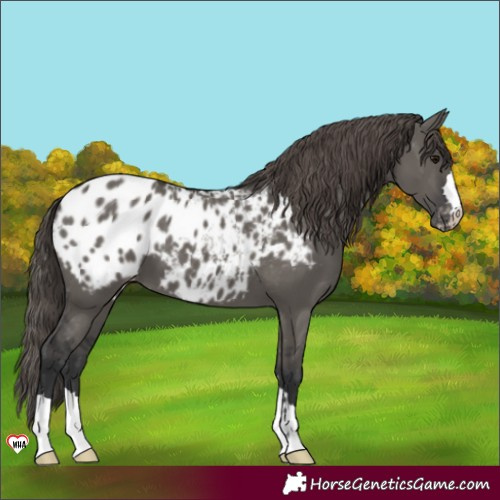 Horse Color:Grullo Appaloosa 