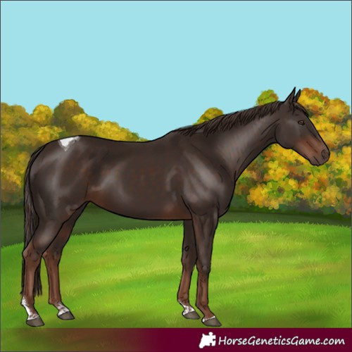 Horse Color:Liver Chestnut Tobiano 