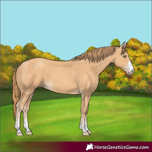 Horse Color:Unknown 