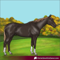 Horse Color:Liver Chestnut Tobiano