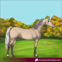 Horse Color:Silver Bay Dun 