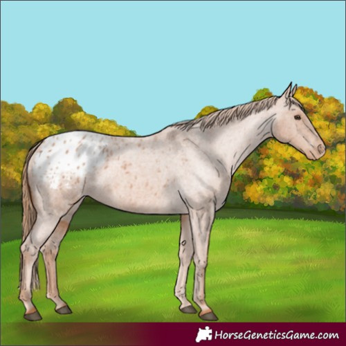 Horse Color:Red Roan Appaloosa 