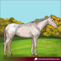 Horse Color:Red Roan Blanket 