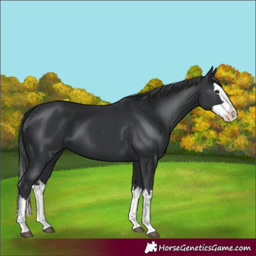Horse Color:Black Splash 