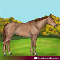 Horse Color:Red Dun