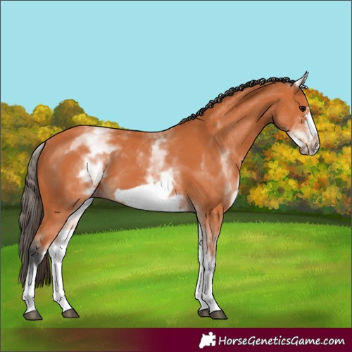 Horse Color:White Spotted Bay Frame