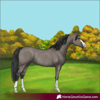 Horse Color:Grullo Rabicano