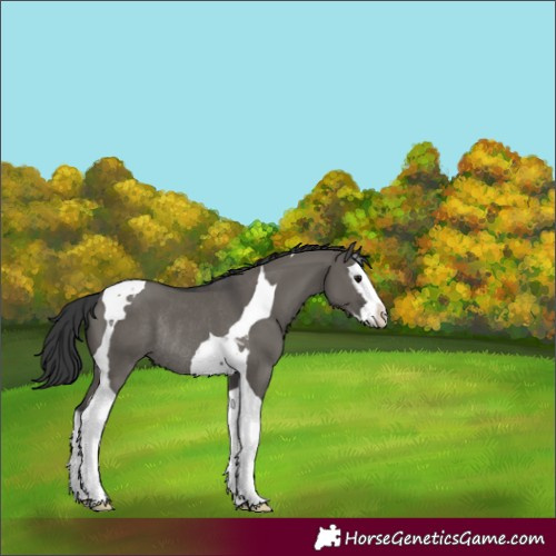Horse Color:Grullo Splash Tobiano Rabicano