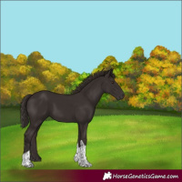 Horse Color:Liver Chestnut Tobiano