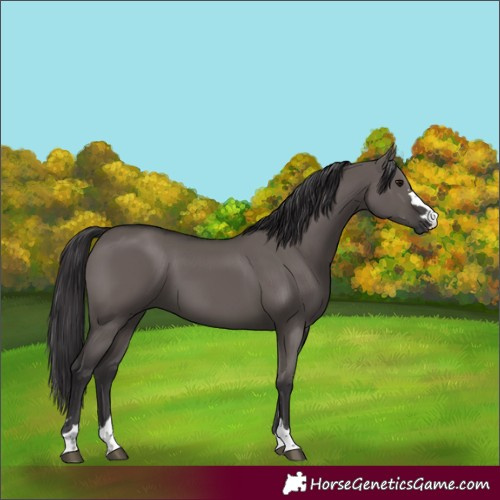 Horse Color:Smoky Grullo 