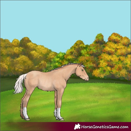 Horse Color:Silver Amber Champagne Appaloosa Rabicano 