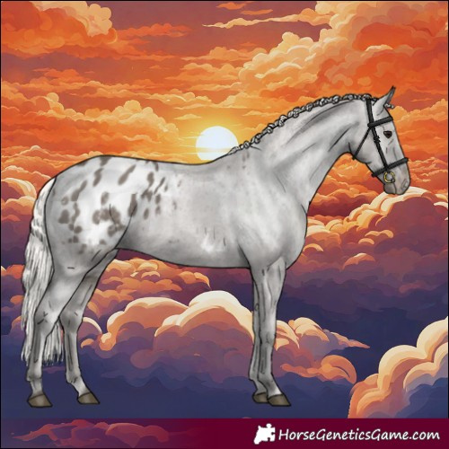 Horse Color:Silver Grullo Appaloosa 