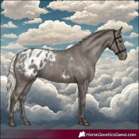 Horse Color:Silver Grullo Appaloosa 