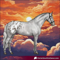 Horse Color:Silver Grullo Appaloosa 
