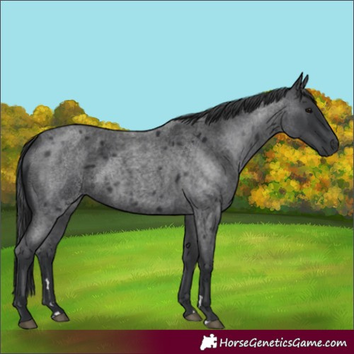 Horse Color:Blue Roan