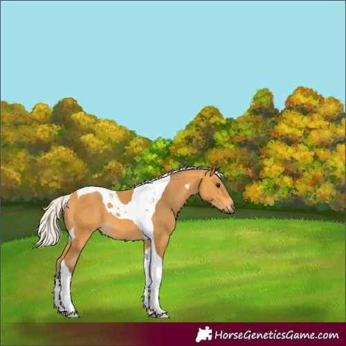 Horse Color:Silver Buckskin Tobiano 