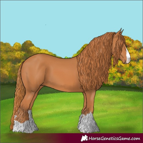 Horse Color:Chestnut 