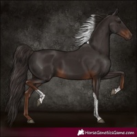 Horse Color:Liver Chestnut Tobiano