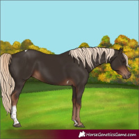 Horse Color:Liver Chestnut Tobiano 