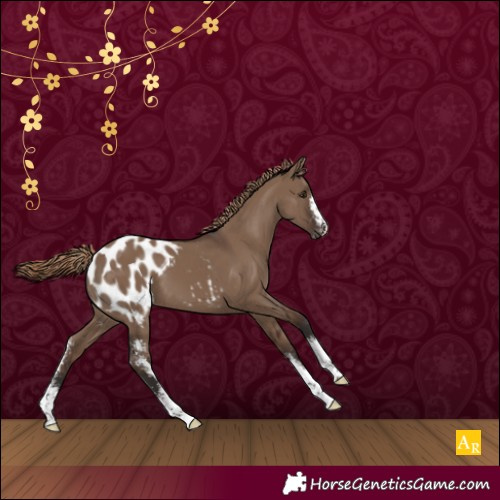 Horse Color:Liver Red Dun Sabino Blanket 