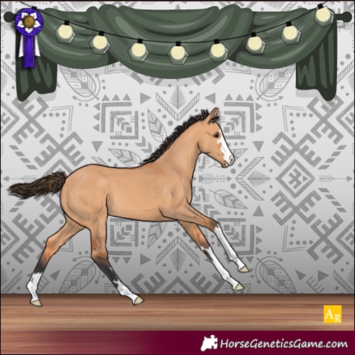 Horse Color:Bay Dun 