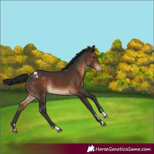 Horse Color:Brown Appaloosa 