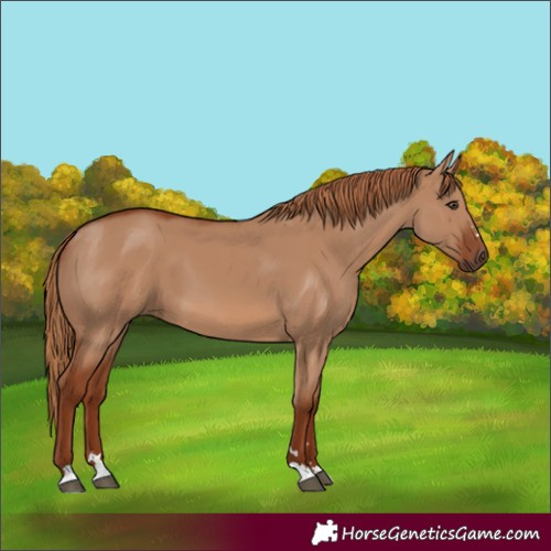 Horse Color:Red Dun