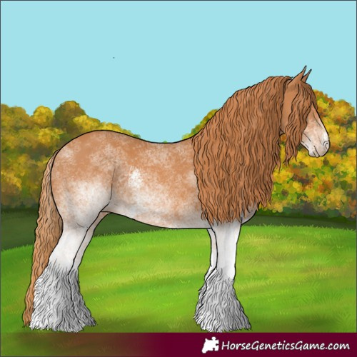 Horse Color:White Spotted Chestnut 